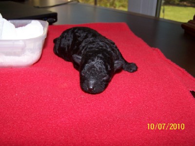 Sunshine at 14 days old before tail and dewclaw removal